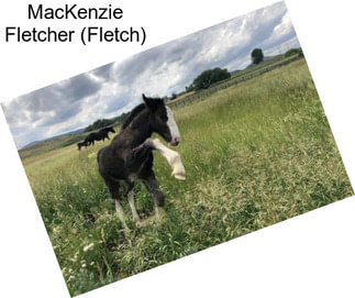 MacKenzie Fletcher (Fletch)