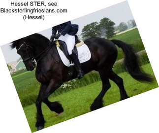 Hessel STER, see Blacksterlingfriesians.com (Hessel)