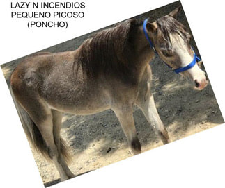 LAZY N INCENDIOS PEQUENO PICOSO (PONCHO)