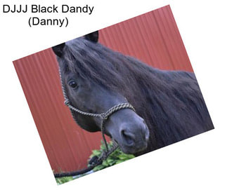 DJJJ Black Dandy (Danny)