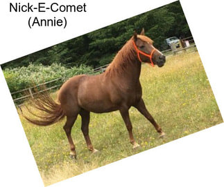 Nick-E-Comet (Annie)