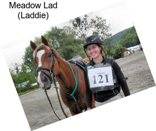 Meadow Lad (Laddie)