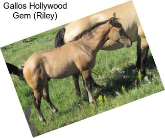 Gallos Hollywood Gem (Riley)