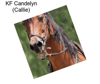 KF Candelyn (Callie)