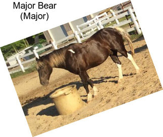 Major Bear (Major)