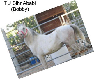 TU Sihr Ababi (Bobby)