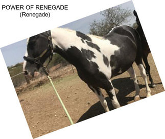 POWER OF RENEGADE (Renegade)