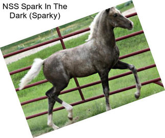 NSS Spark In The Dark (Sparky)