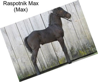 Raspotnik Max (Max)