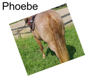 Phoebe