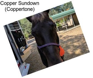 Copper Sundown (Coppertone)