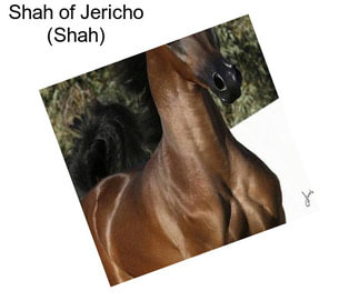 Shah of Jericho (Shah)