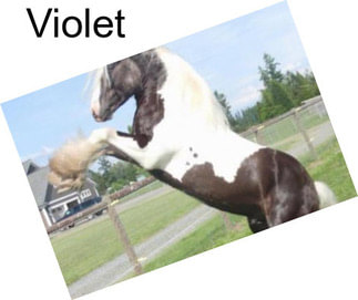 Violet