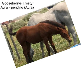 Gooseberrys Frosty Aura - pending (Aura)