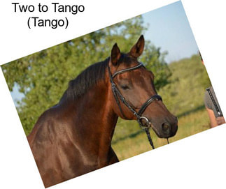 Two to Tango (Tango)