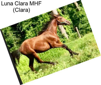 Luna Clara MHF (Clara)