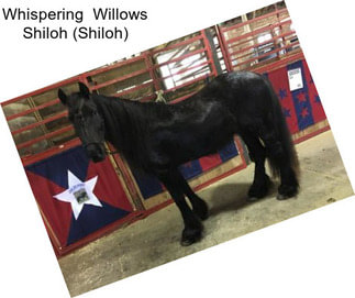 Whispering  Willows Shiloh (Shiloh)