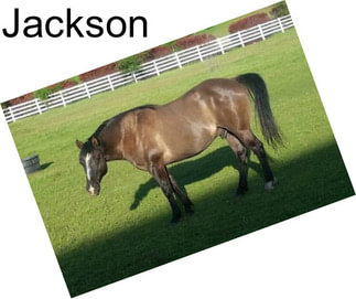 Jackson