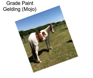 Grade Paint Gelding (Mojo)