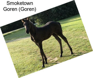 Smoketown Goren (Goren)