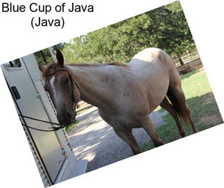Blue Cup of Java (Java)