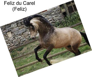 Feliz du Carel (Feliz)