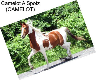 Camelot A Spotz (CAMELOT)