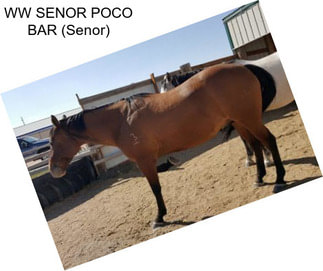 WW SENOR POCO BAR (Senor)