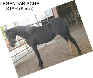 LEGENDARISCHE STAR (Stella)