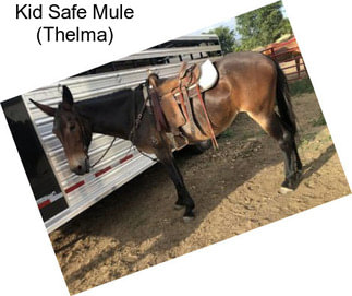 Kid Safe Mule (Thelma)