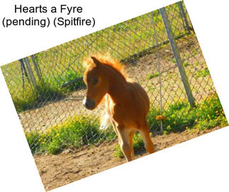 Hearts a Fyre (pending) (Spitfire)