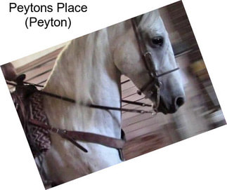 Peytons Place (Peyton)