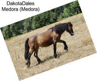 DakotaDales Medora (Medora)