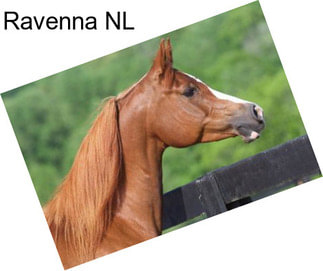 Ravenna NL