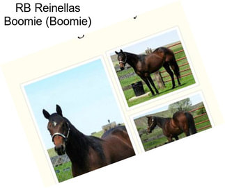 RB Reinellas Boomie (Boomie)