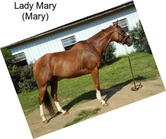 Lady Mary (Mary)