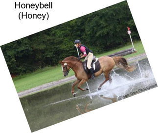Honeybell (Honey)