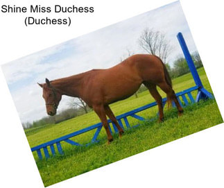 Shine Miss Duchess (Duchess)