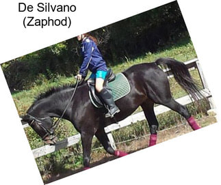 De Silvano (Zaphod)