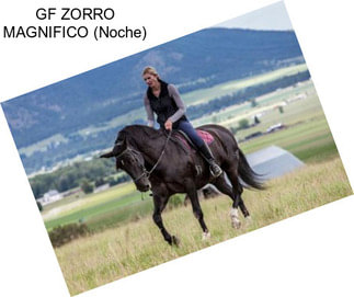 GF ZORRO MAGNIFICO (Noche)