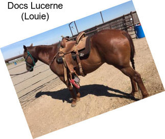 Docs Lucerne (Louie)
