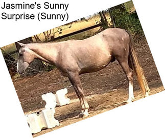 Jasmine\'s Sunny Surprise (Sunny)