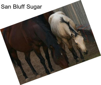 San Bluff Sugar