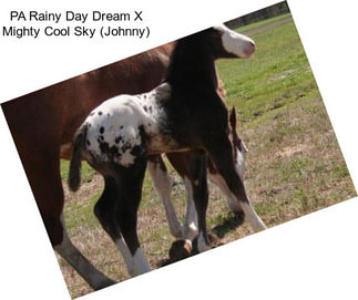 PA Rainy Day Dream X Mighty Cool Sky (Johnny)