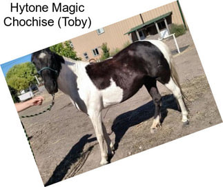 Hytone Magic Chochise (Toby)