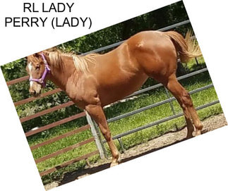 RL LADY PERRY (LADY)
