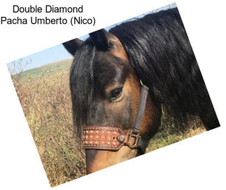 Double Diamond Pacha Umberto (Nico)