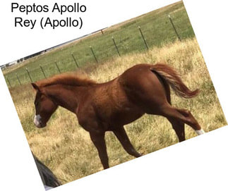 Peptos Apollo Rey (Apollo)