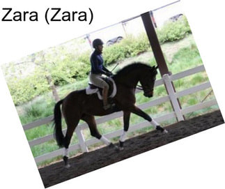 Zara (Zara)