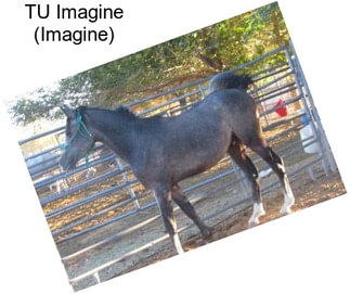 TU Imagine (Imagine)